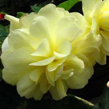 Begonia grandiflora Yellow