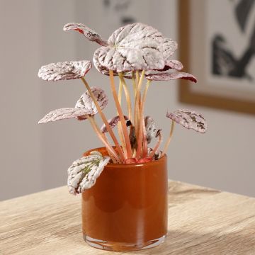 Begonia Rex Chayo Begonia Rex Chayo