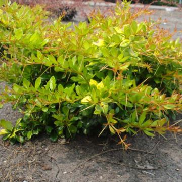 Agracejo - Berberis media Dual Jewel