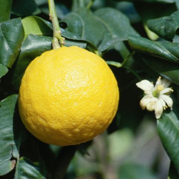 Citrus bergamia - Bergamota 