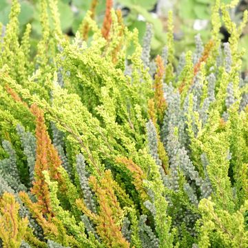 Calluna vulgaris Garden Girls Sunset Fire Trio - Brecina Calluna vulgaris Garden Girls Sunset Fire Trio - Brecina