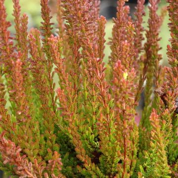 Calluna vulgaris Garden Girls Zorina - Brecina