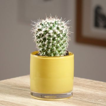 Cactus - Mammillaria compressa