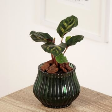 Calathea makoyana - Calatea