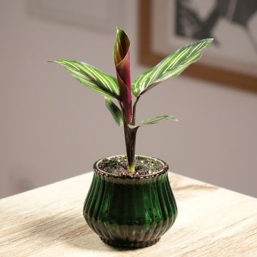 Calathea Meili - Calatea