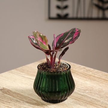 Calathea Princess Jessie - Calatea
