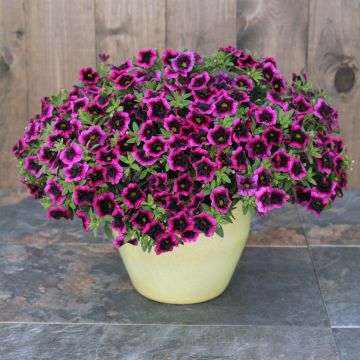 Calibrachoa hybrida Superbells Blackcurrant Punch