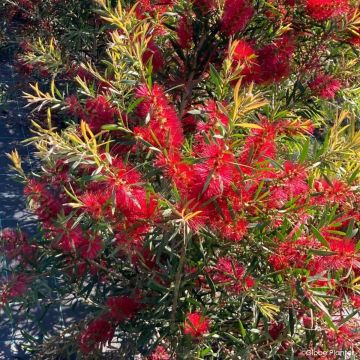 Callistemon viminalis Outback Flame - Limpiatubos llorón