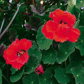 Capuchina Red wonder