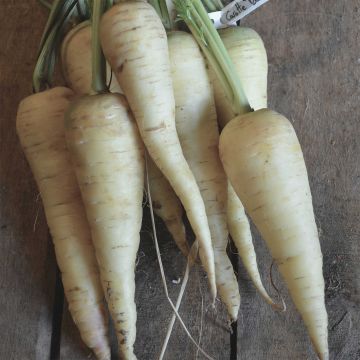 Zanahoria Blanca Küttingen