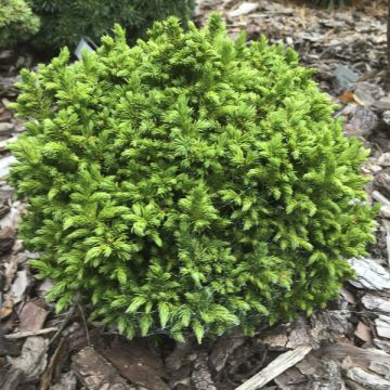 Sugi Green Pearl - Cryptomeria japonica