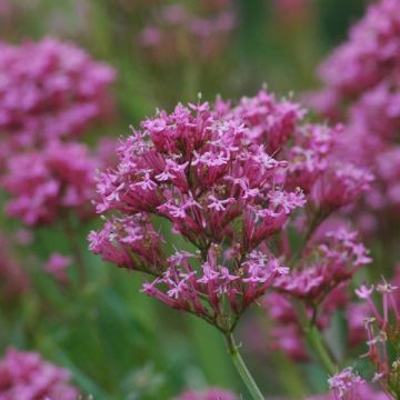 Centranthus ruber Kempenhof - Hierba de San Jorge