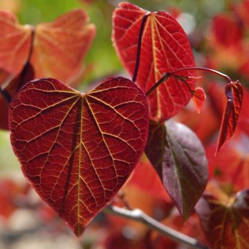 Redbud del este Red Force - Cercis canadensis
