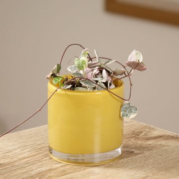 Ceropegia woodii Variegata - Collar de corazones
