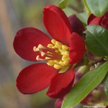 Membrillero del Japón Hot Fire - Chaenomeles speciosa