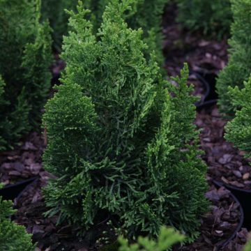Chamaecyparis obtusa Meroki Twin - Ciprés hinoki