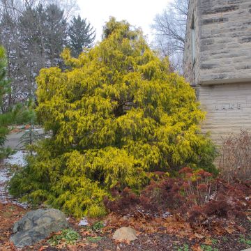 Chamaecyparis pisifera Filifera Aurea - Falso ciprés sawara