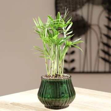 Chamaedorea elegans - Palmera de salón