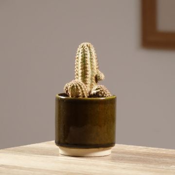 Cactus - Chamaelobivia Paolinae