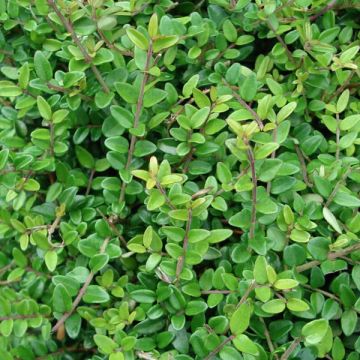 Madreselva de hoja - Lonicera nitida Elegant