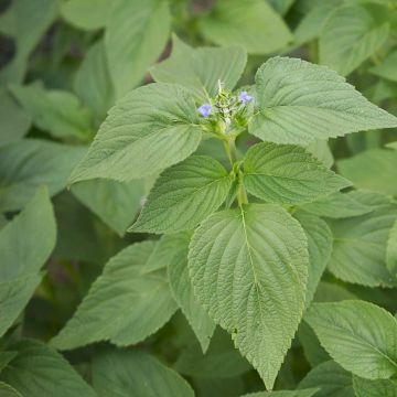 Salvia - Salvia hispanica