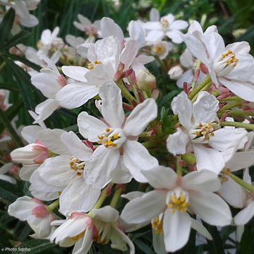 Naranjo de Méjico - Choisya Scented Gem