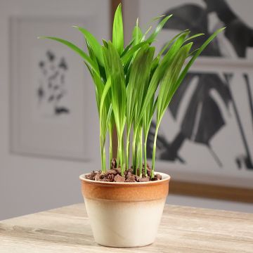 Palmera areca - Chrysalidocarpus lutescens