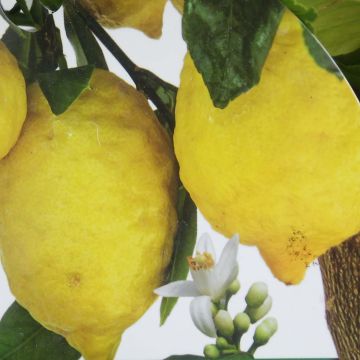 Limonero Femminello Incappucciato - Citrus limon