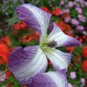 Clematis viticella I am Lady J