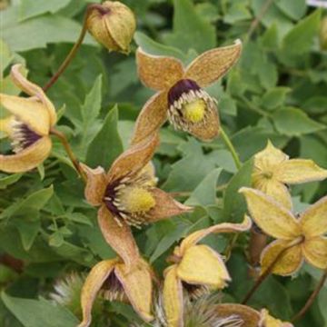 Clematis tangutica Tibetan Mix