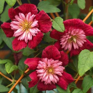Clematis viticella Avant Garde