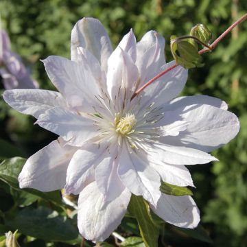 Clematis Violet Elisabeth