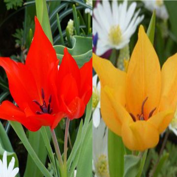 Colección de 20 tulipanes multifloros