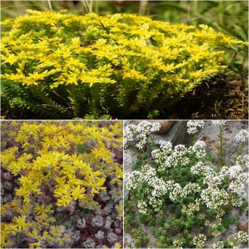 Colección 3 Sedums tapizantes