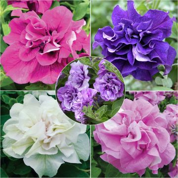 Colección de 5 Petunias Surfinias dobles