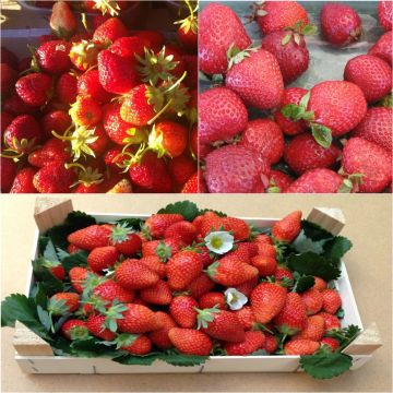Colección de 9 fresas ecológicas trepadoras