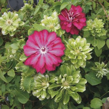 Colección Clematis Passion