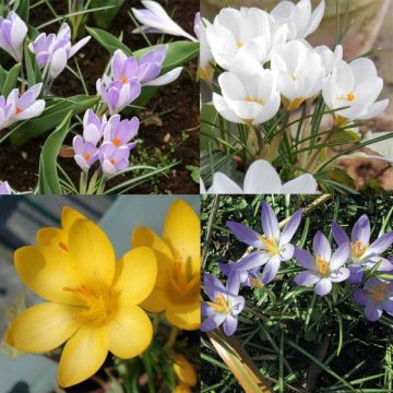 Colección Crocus Botánicos