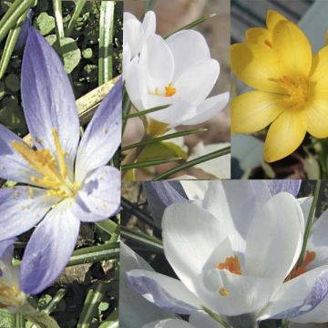 Colección de 115 Crocus Botánicos