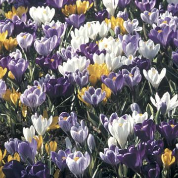 Colección de 100 Crocus Grandes Flores Mammouth