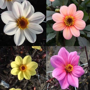 Colección Dahlias Happy Single