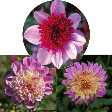 Colección de Dalias anémona