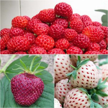 Colección de 3 fresas Framberry, Cherry Berry, Pineberry