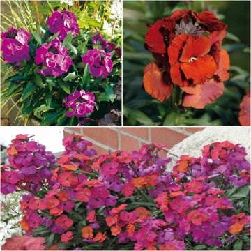 Colección de 3 Alhelíes viváceos - Erysimum Winter