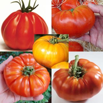 Colección de 5 plantas de tomate de frutos grandes