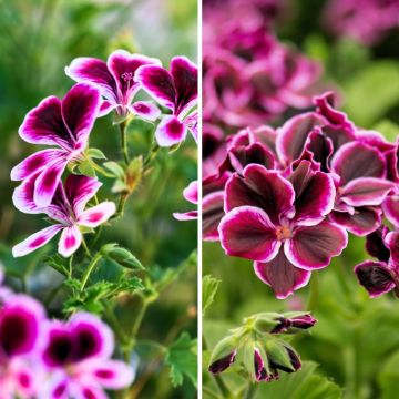 Colección de geranios perfumados antimosquitos - Pelargonium odorant