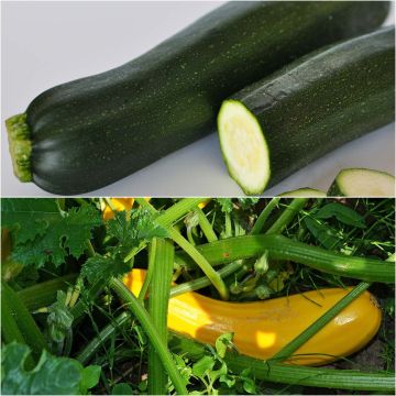 Colección dúo de 2 calabacines en plantas INJERTADAS