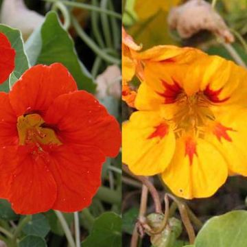 Colección de 5 Capuchinas (Tropaeolum majus)
