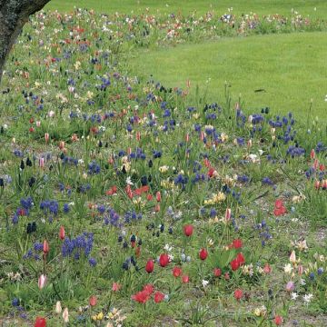 Colección Espíritu Jardín en Libertad - 200 bulbos