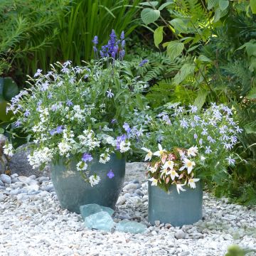 Colección Jardinera Blanco-Azul - 5 plantas anuales con flores azules y blancas.